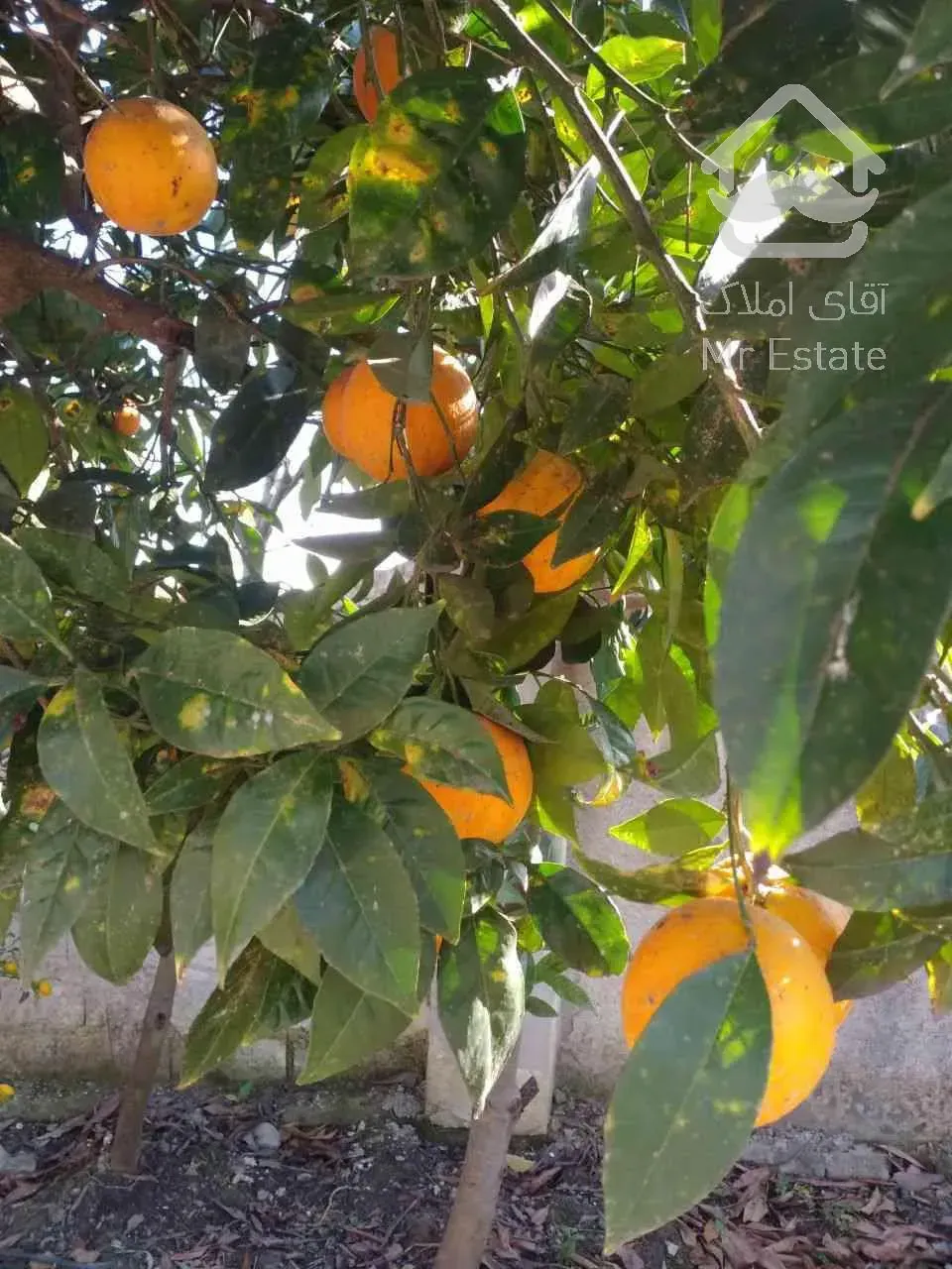 نیم پیلوت شرایطی نقد و اقساط