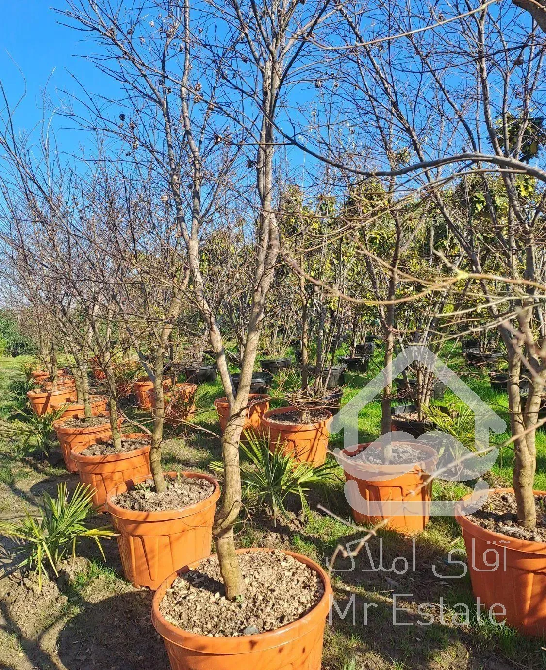 گل وگیاه افراایستاده ومجنون گلدان بزرگ