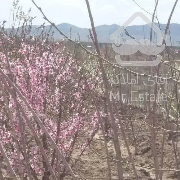 زمین باغی با نهال های دوساله