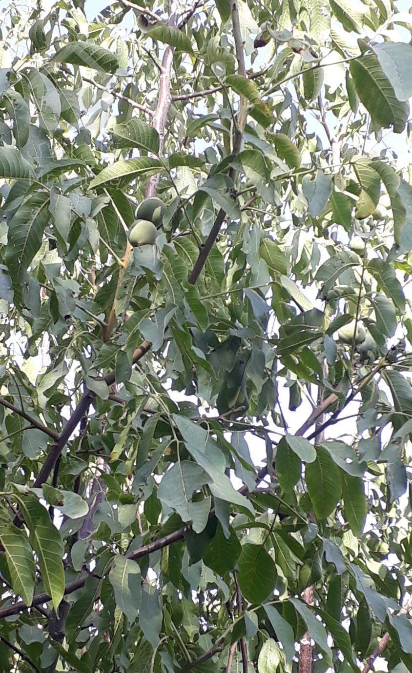 ۱۰۶۰متر باغ لواسان بزرگ روستای ایرا