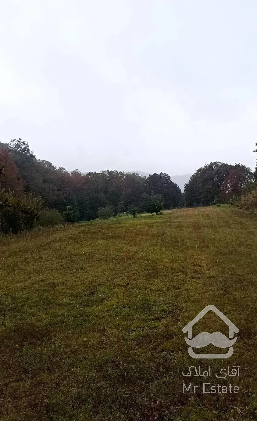 زمین جنگلی قادیکلای بزرگ با موقعیت تجاری  قادیکلا