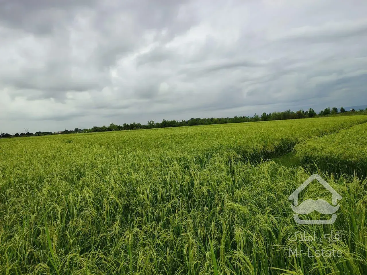 زمین شالی (بیجار) رشت
