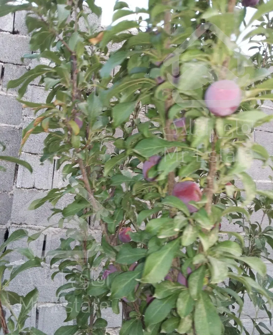 قطعه ویلایی   پانصدمتری سندششدانگ دور دیوار درخت