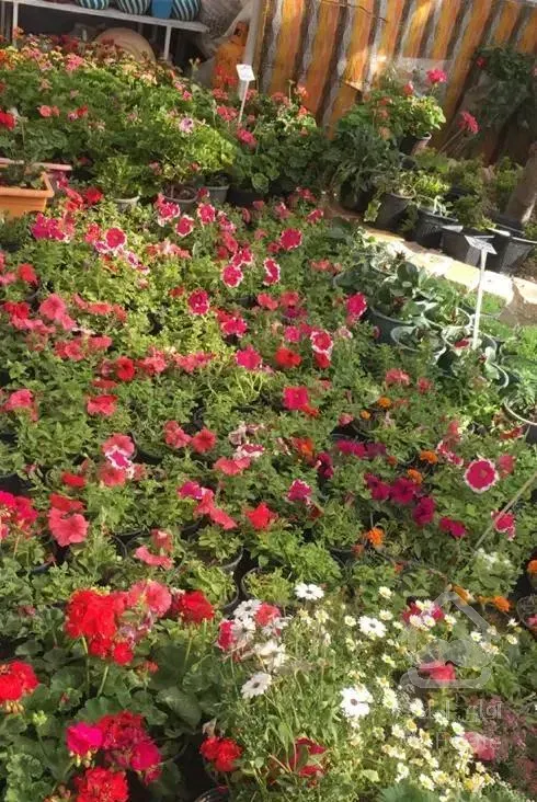 لواسان ۴۶۰۰متر باغ با حدود صد متر بنا استخر دیوار