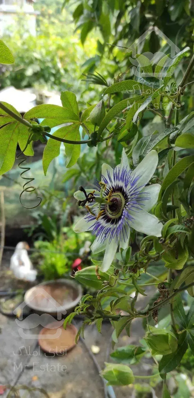 زمین ۳۲۵متری چابکسر فکجور