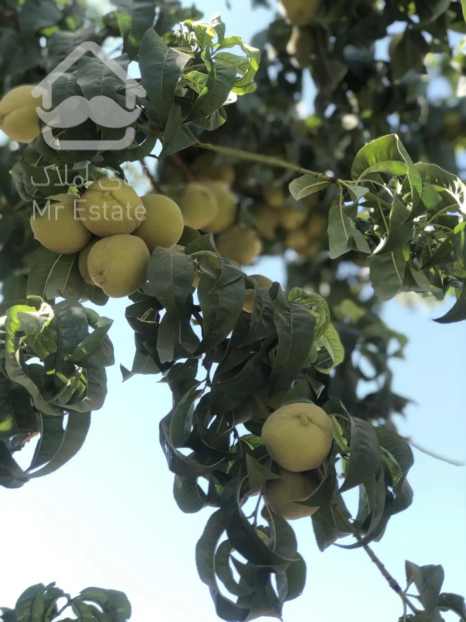 1000 متر زمین سرخاب