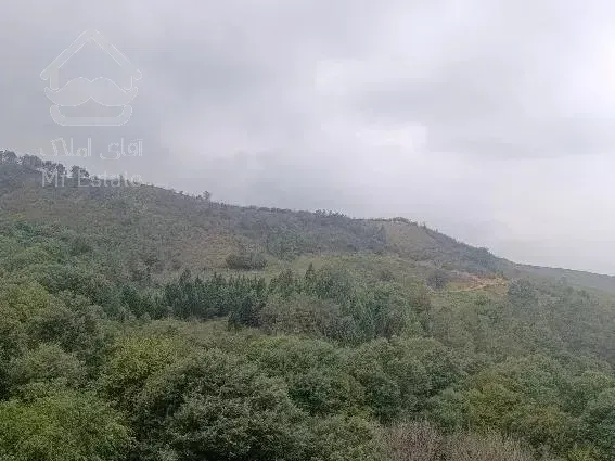 300متر/خط یک جنگل باتراس اختصاصی/ناهارخوران