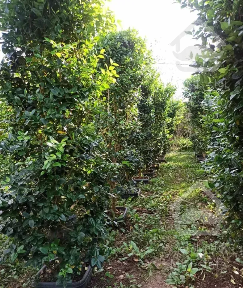 فروش عمده گل وگیاه چابکسر