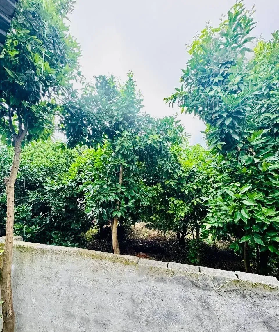 فلت تسبیح کلا شهرکی بافت پایانکار سندتکبرگ