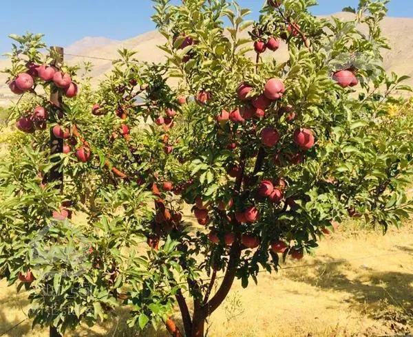 زمین باغ کاربردی