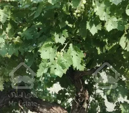 باغچه 450 متری در انجم آباد