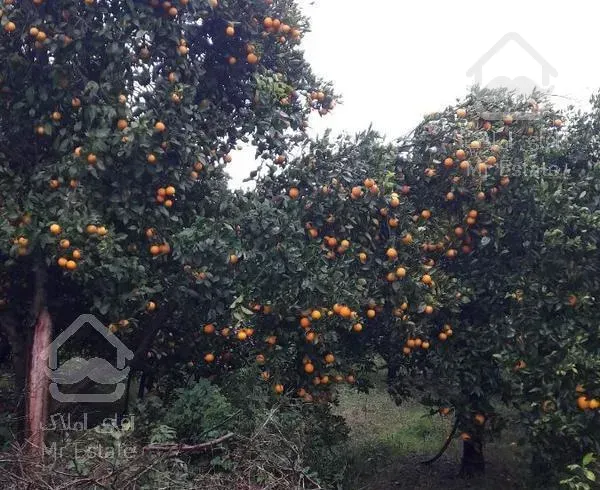 باغ ویلا به متراژ ۱۸۸۰۰متر چهار دیواری