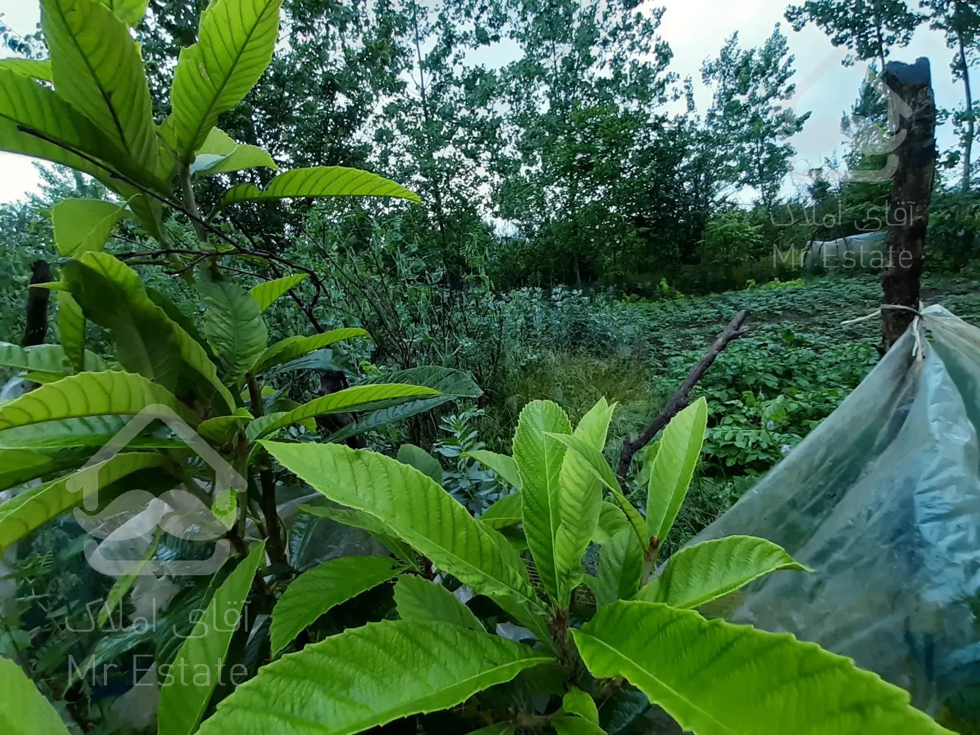 زمین روستایی مسکونی در گیلان