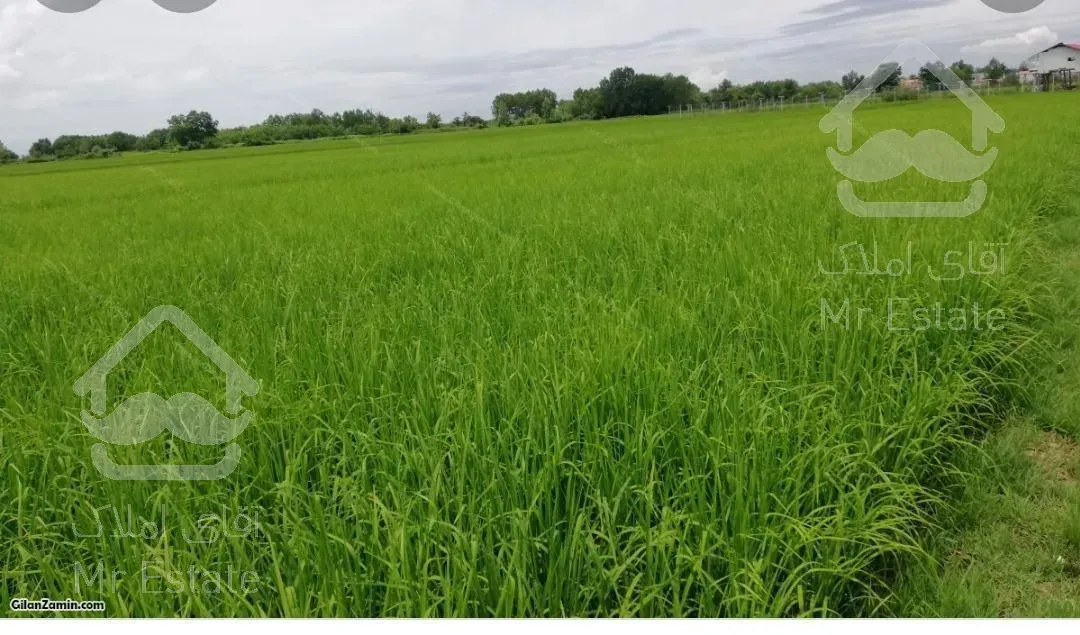 زمین کشاورزی زیر قیمت به دلیل نیاز مالی در لاهیجان