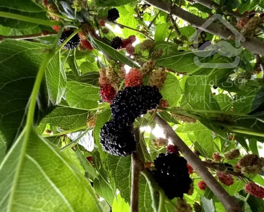 باغ ویلا قلعه فرامرزیه خوشنام