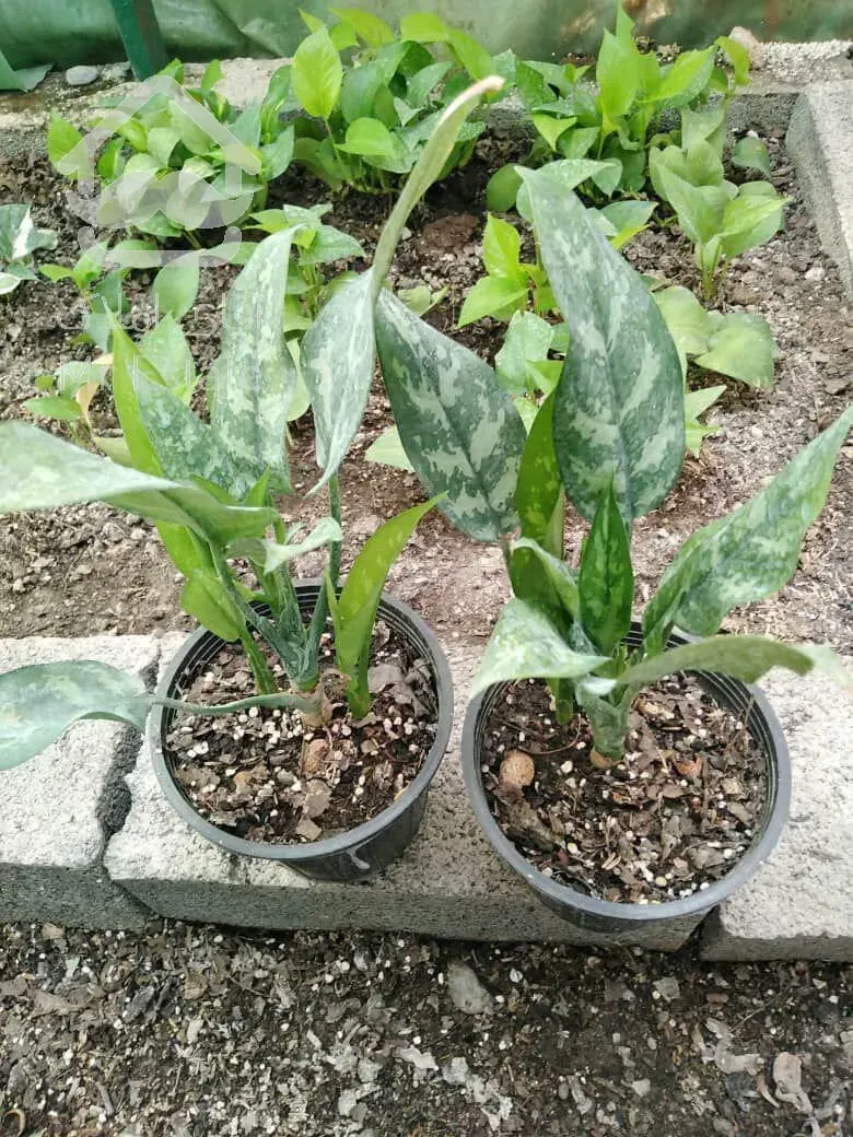 فروش گلخانه ،،سقف متحرک