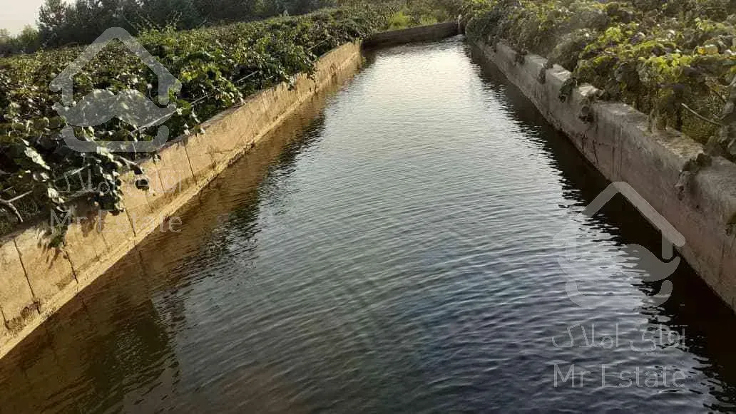 باغ کیوی سند دار پرمحصول