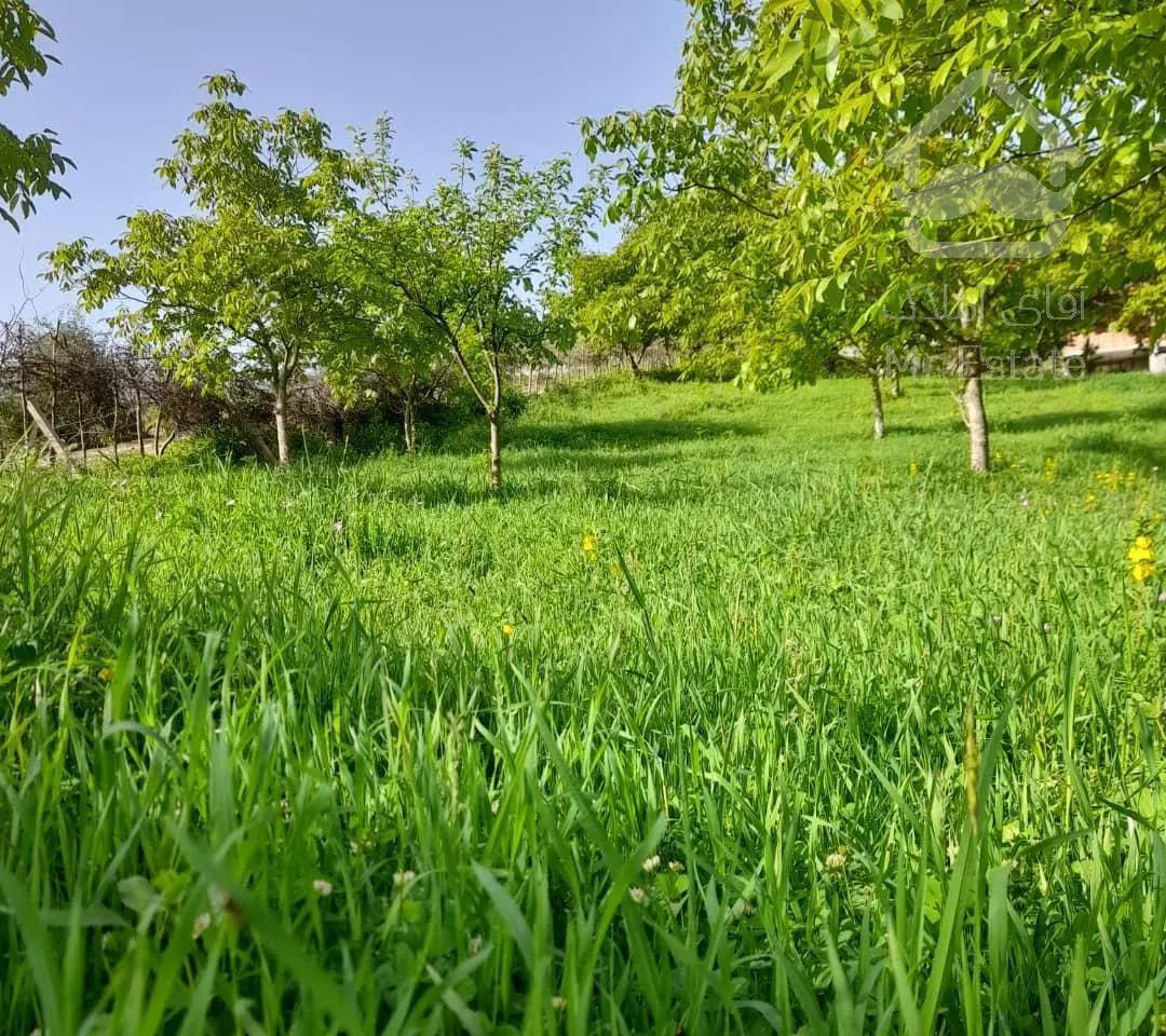 کلبه جنگلی چوبی سنتی منطقه فیلبند روستای تیار