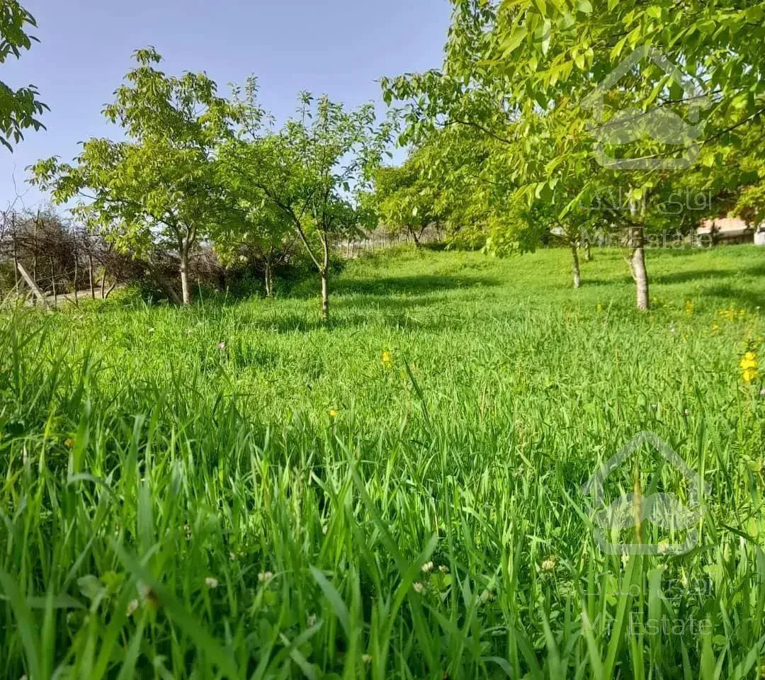 کلبه جنگلی چوبی سنتی منطقه فیلبند روستای تیار