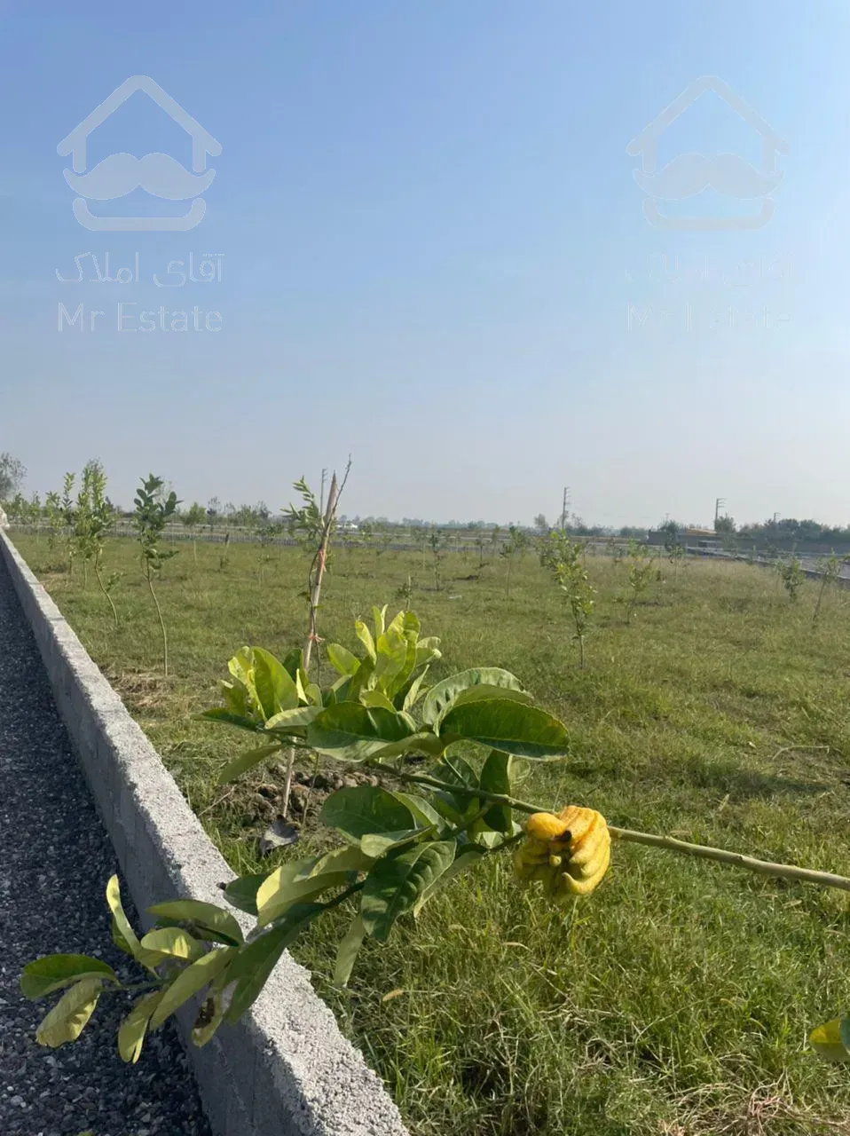 فروش ۷۰۰ متر زمین در جاده سرخرود