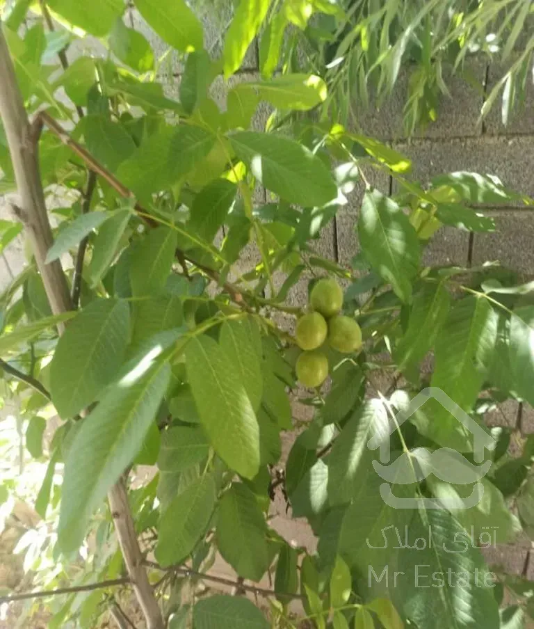 ویلا باغ ۷۵۰ متر دو خوابه