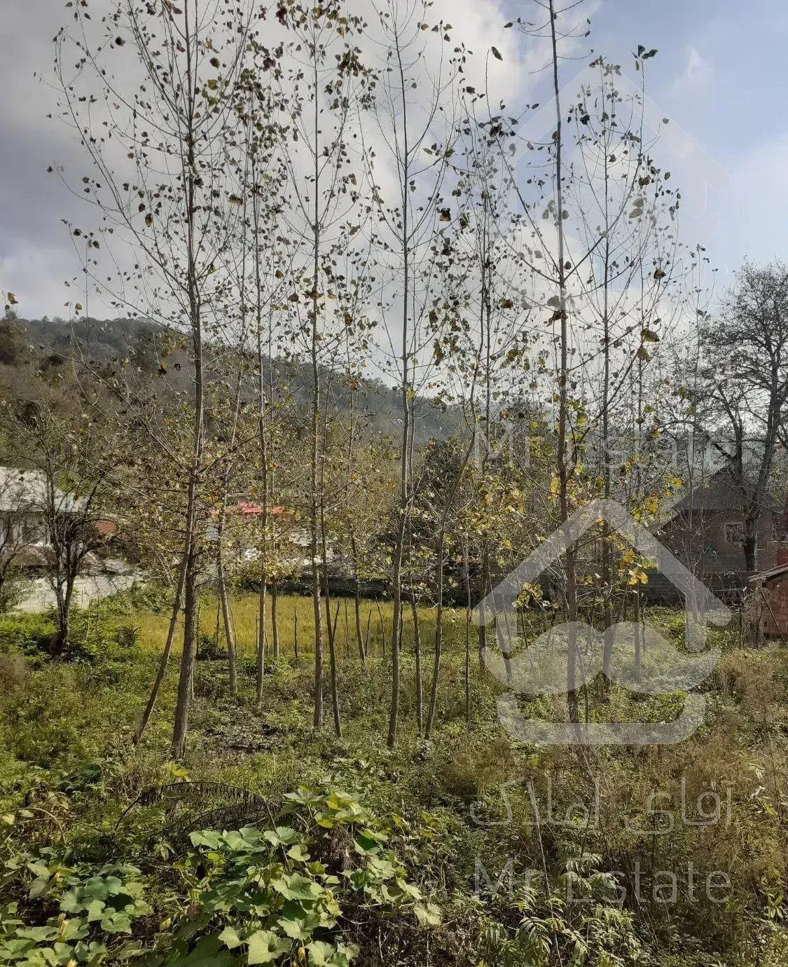 اجاره ویلا جنگلی کوهستانی