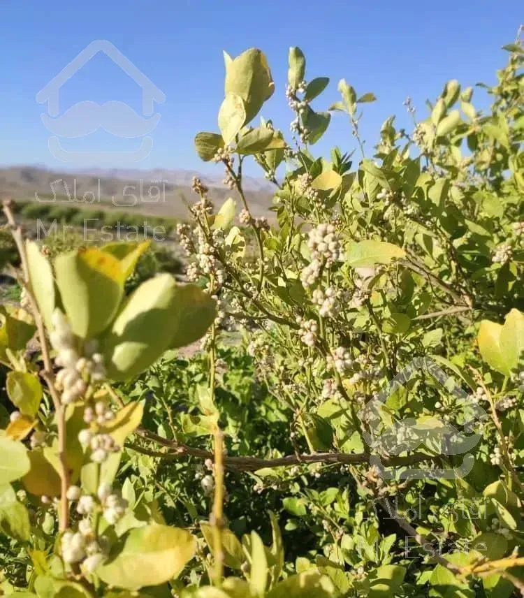 فروش امتیاز 200 متری سهم مالک برف فروشان