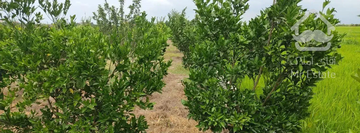 باغ ۵ساله خوش نقشه