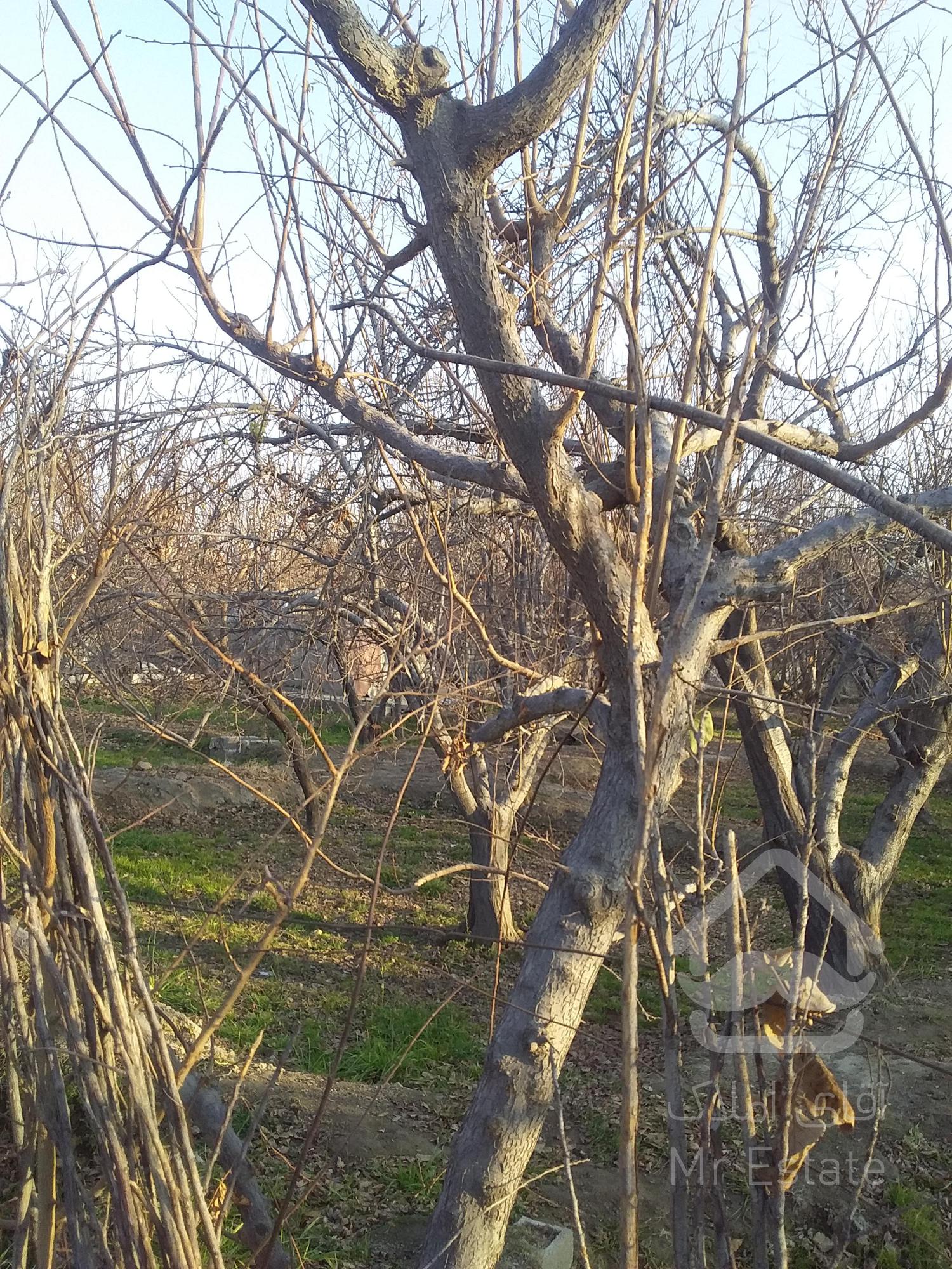 زمین باغی به متراژ۶۰۰مترچهاردیواری.بهترین نقطه محمداباد.دارای اب برق گازوسندبه فروش میرسد