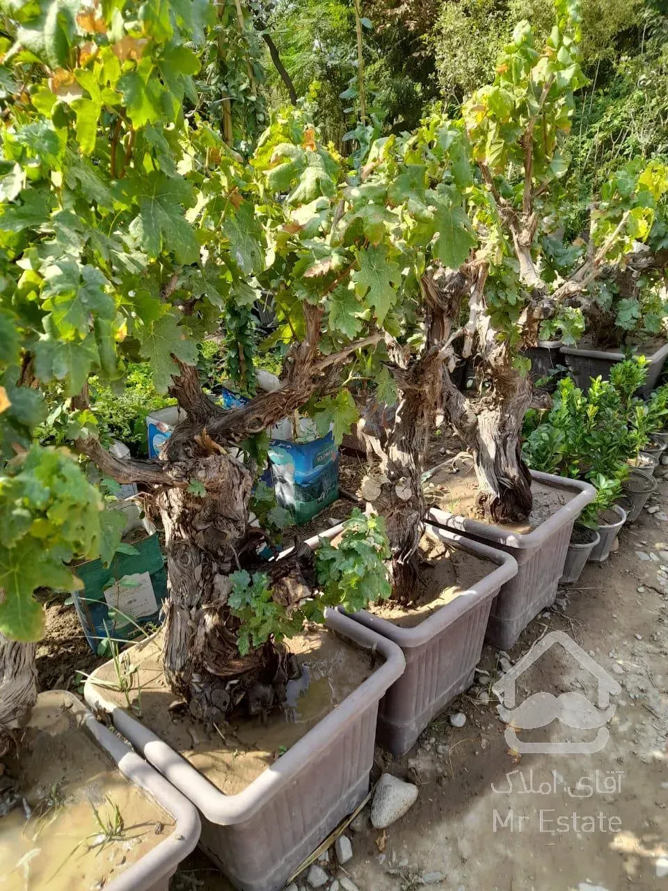 نهال درخت درختچه فروشی گلدانی میوه گلهای خانگی گیاهان آپارتمانی خدمات سرویس گل وگیاه غیرمیوه مثمر غیرمثمر