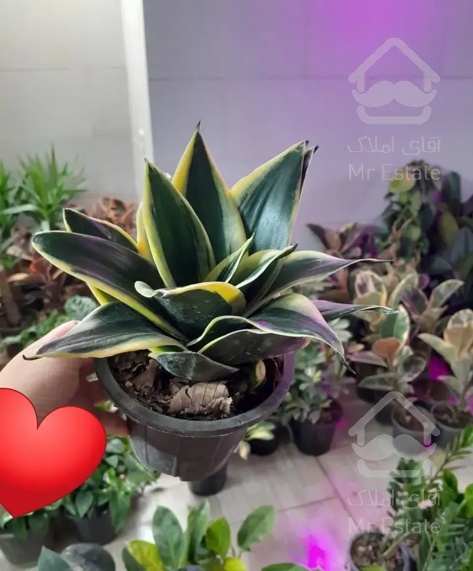 گل و گیاه آپارتمانی