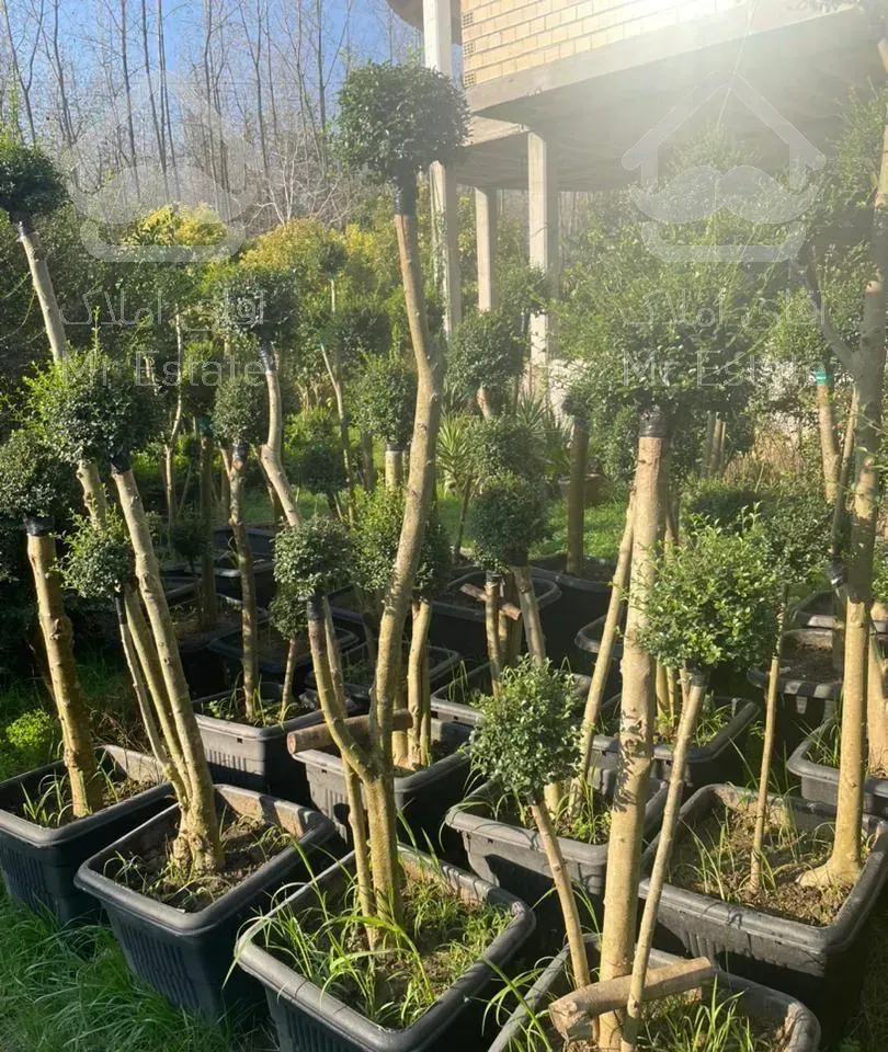 فروش انواع گل و گیاه بیرونی