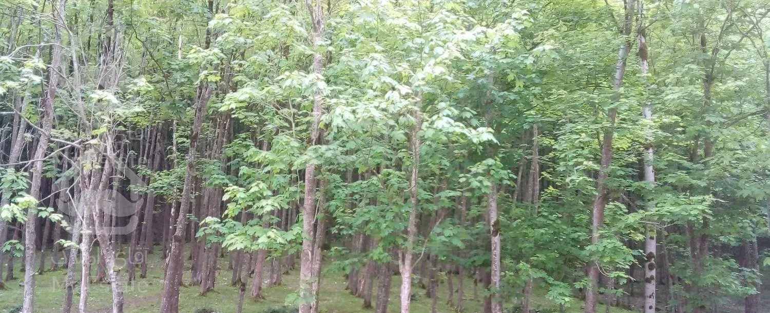 اجاره ویلایی بسیاردنج و ارام بسیارتمیز