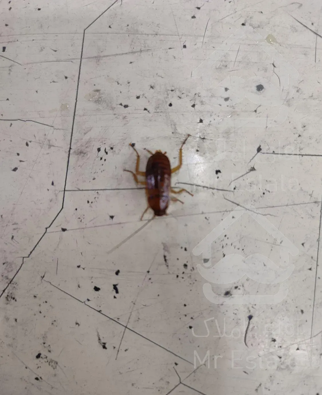 سمپاشی کلاسیک