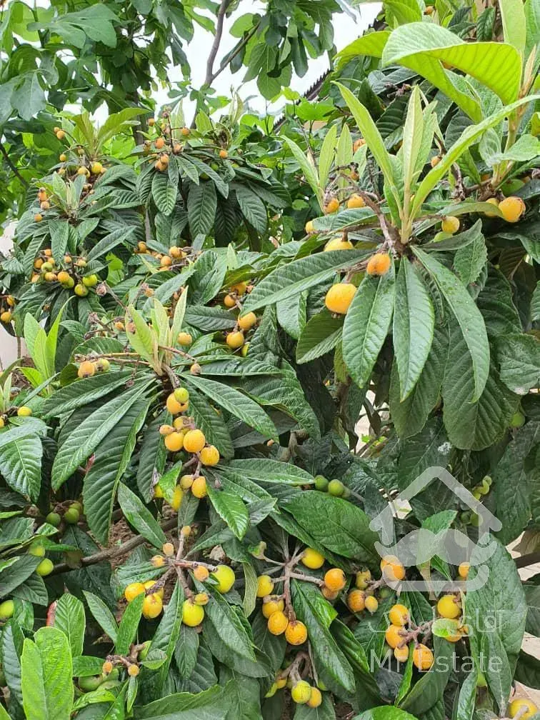 فروش ویلای ۲۵۰ متری استخر داربا ۱۴۰۰متر زمین بسیار لوکس ظو نزدیک دریا