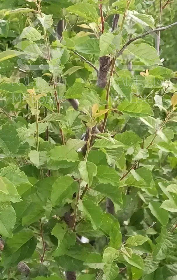 باغ ویلایی ایوند