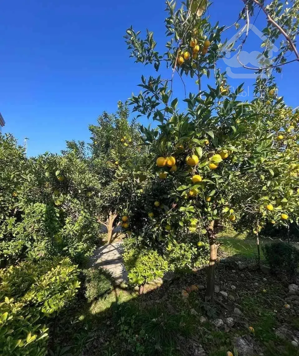 باغ مرکبات ۵۰۰متری(فقط پول زمین)۱۰۰بنا