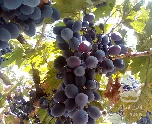 خانه ویلایی ۳۰۰متری تک خواب