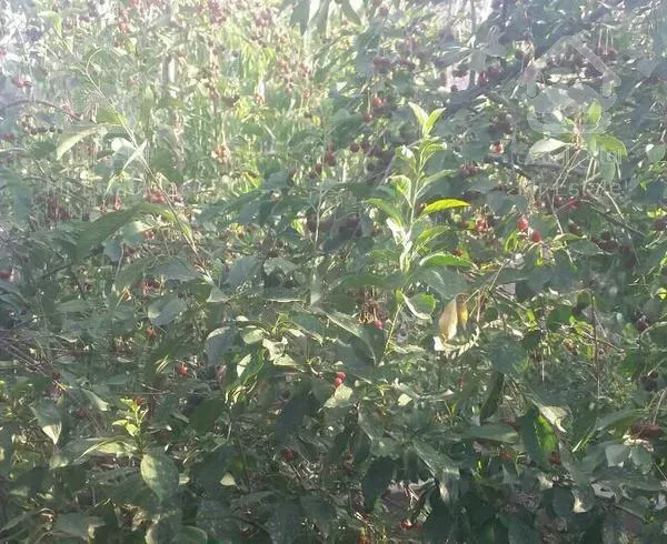 خونه باغ 1000 متری