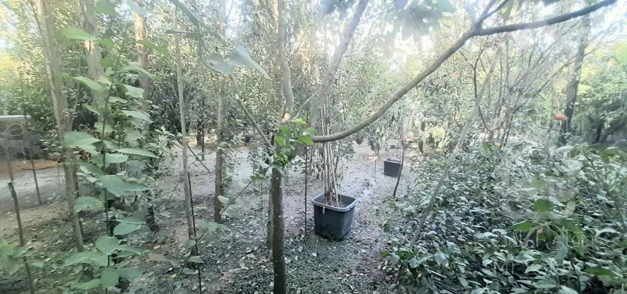 باغ‌ویلاهمکف‌ساحلی،۴۸۰متری،سرخرود