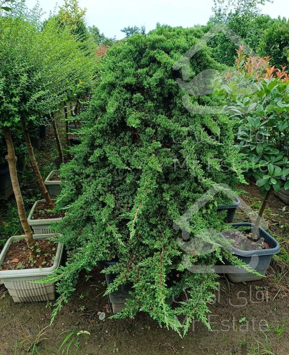 عرضه و تولید انواع گل و گیاه محوطه ای و بیرونی