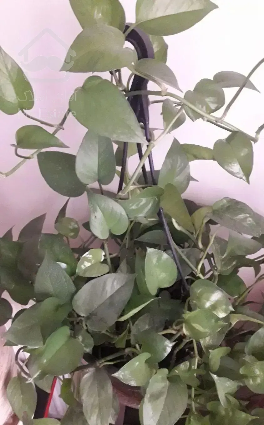 اجاره ورهن کامل آپارتمان ۸۵متری کمالی کاشان لازار