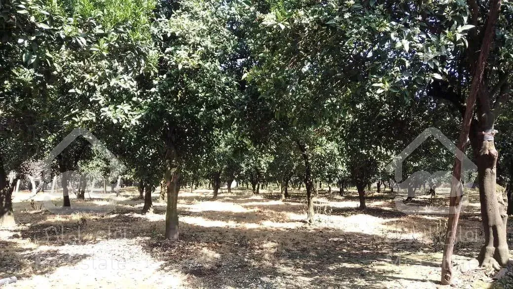 فروش باغ مرکبات و کیوی با قابلیت شهرک سازی