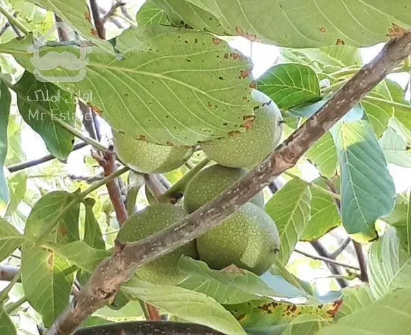 ویلاباغ۱۷۵۲متر با امکانات و سند تک برگ سهیلیه