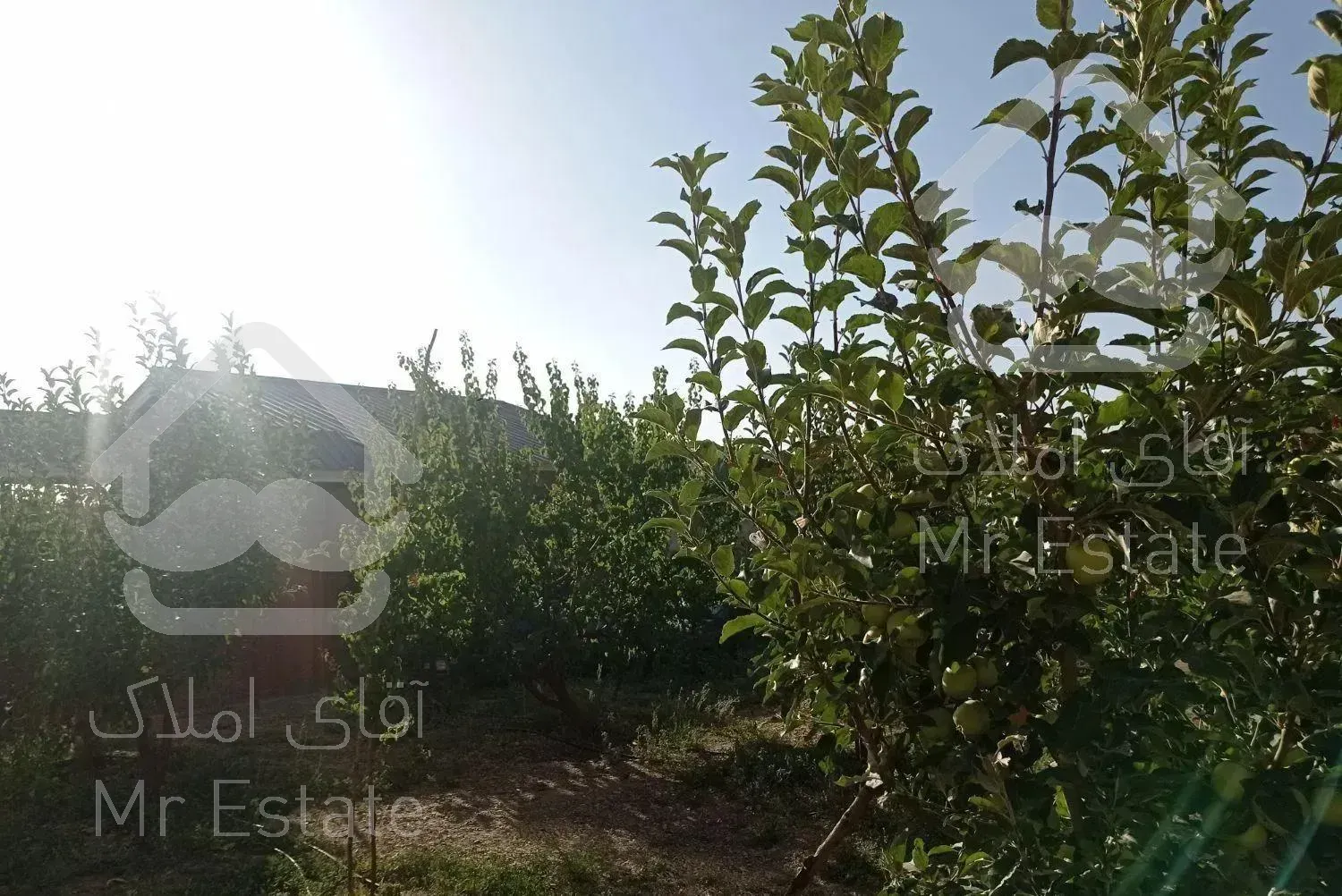 باغچه و سوییت دماوند چنار شرق