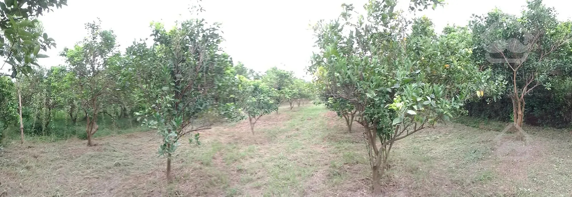 قطعه 500 متری داخل بافت