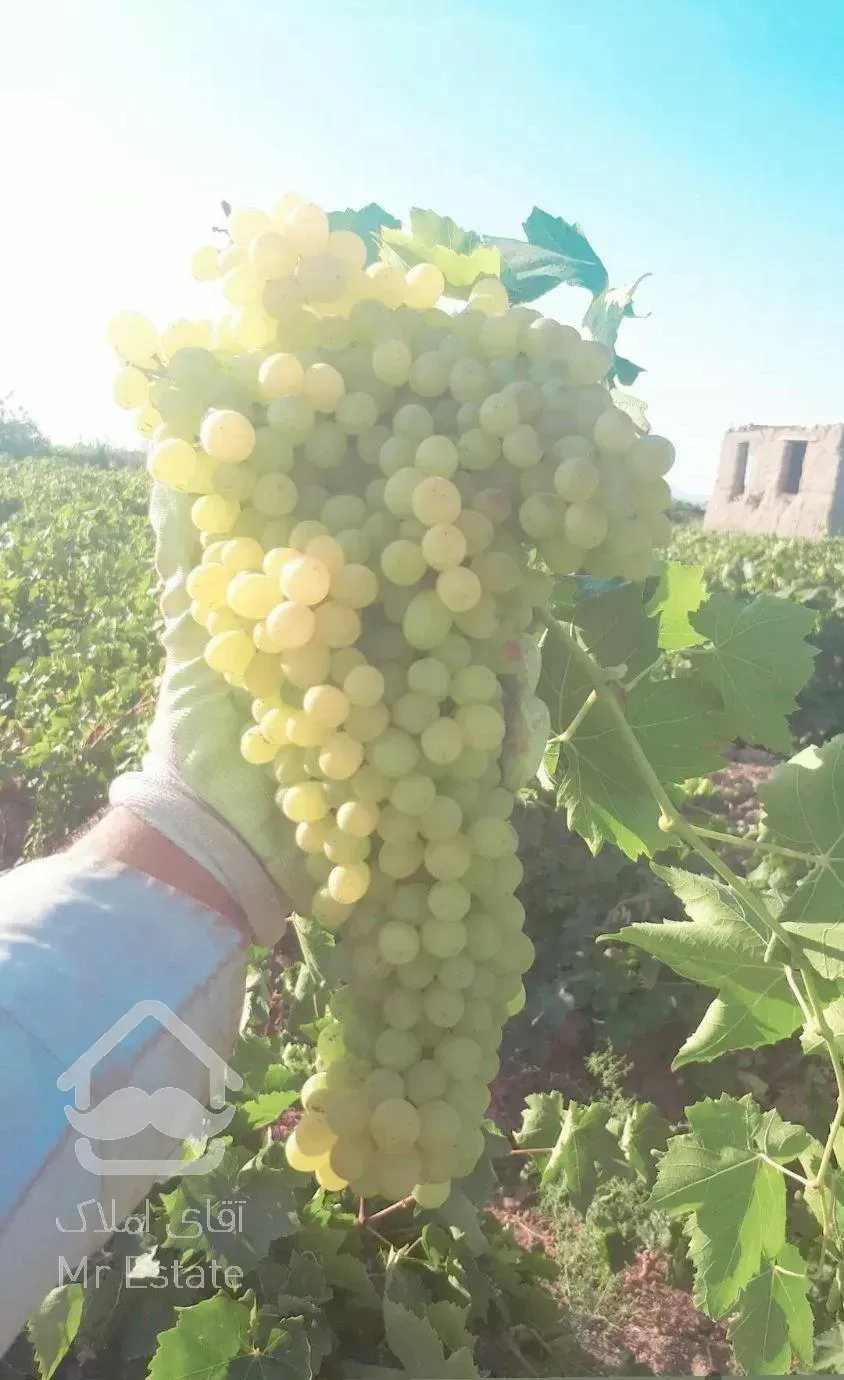 اجاره باغ انگور حدودا ۱۵ تن انگور سفید کشمشی داره