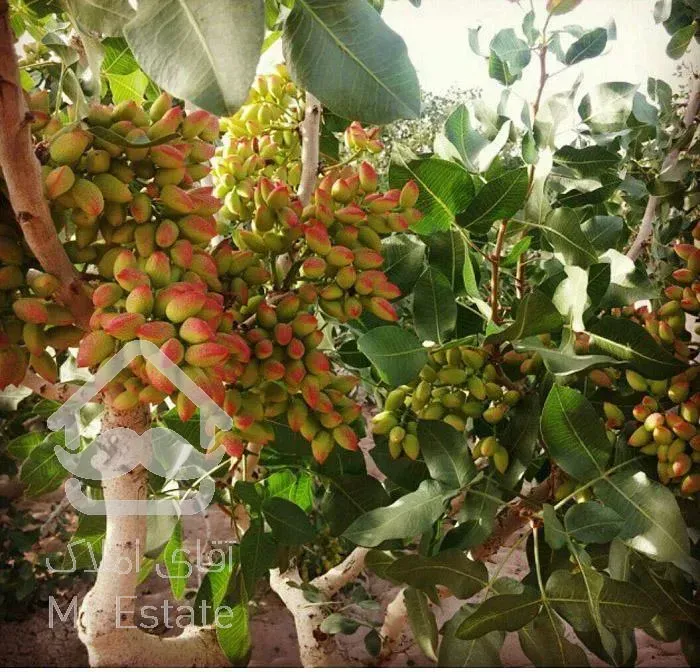 فروش زمین پسته در تهران