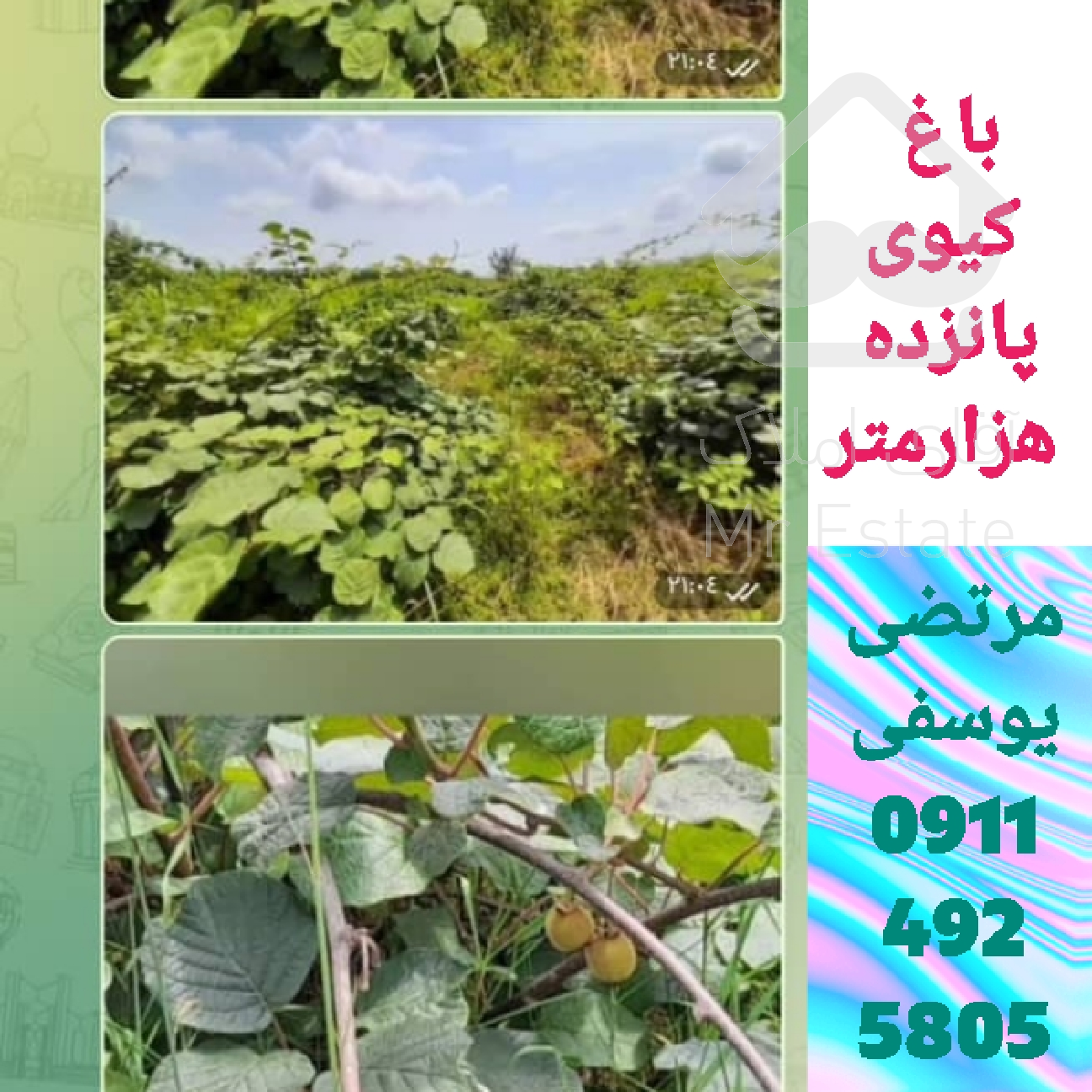 خرید زمین باغات (کیوی) دربندرانزلی