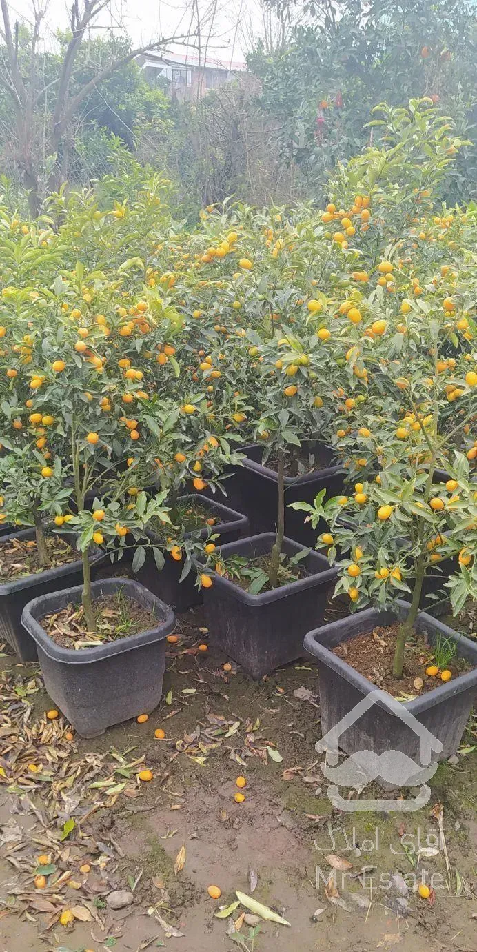 کامکوات گل و گیاه مهر